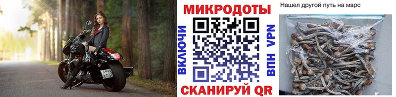 Галлюциногенные грибы Psilocybine cubensis  omg сайт  Цимлянск 
